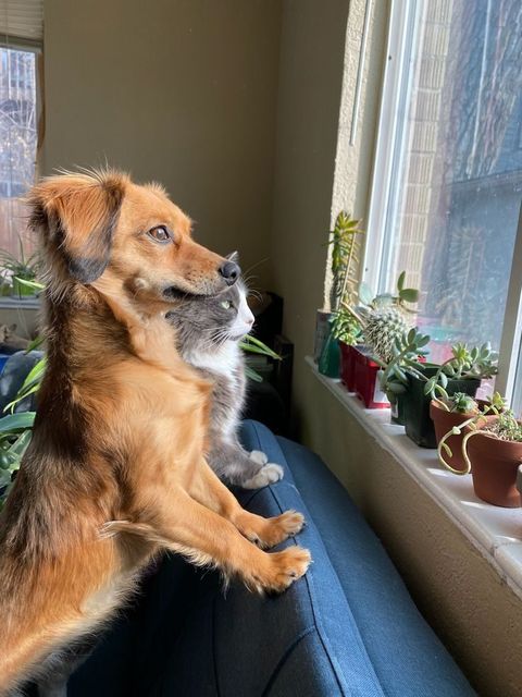 A dog and cat resting together by a sunny window